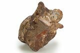 Triassic Fossil Synapsid (Dimetrodon) Vertebra - Texas #315765-1